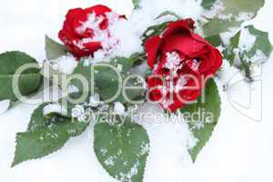 Rote Rosen im Schnee