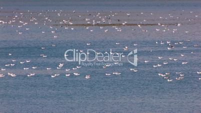 HD Birds on water surface in sunrise