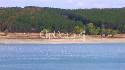 HD Birds on water surface, sandy beach and forest background