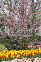 Kirschbaum im Frühling - Blossoming cherry tree in spring