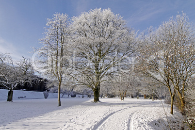 Baum mit Rauhreif im Winter, Kurpark in Bad Rothenfelde, Osnabrücker Land, Niedersachsen - Tree with hoarfrost in winter, park in Bad Laer, Osnabruecker land, Lower Saxony, Germany, Europe