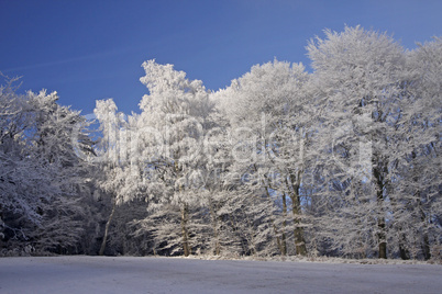 Bäume im Winter mit Rauhreif, Herrenrest, Georgsmarienhuette - Trees with hoarfrost, Georgsmarienhuette, Lower Saxony, Germany, in winter