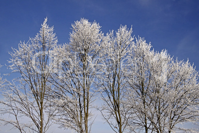 Bäume mit Rauhreif im Winter, Niedersachsen, Deutschland - Trees with hoarfrost in winter, Lower Saxony, Germany, Europe