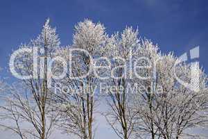 Bäume mit Rauhreif im Winter, Niedersachsen, Deutschland - Trees with hoarfrost in winter, Lower Saxony, Germany, Europe