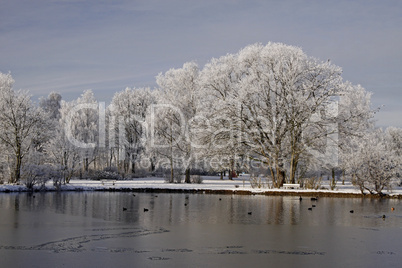 Bäume mit Teichlandschaft im Winter, Bad Laer, Osnabrücker Land, Niedersachsen - Trees with pond landscape in winter, Bad Laer, spa park, Osnabruecker Land, Lower Saxony, Germany, Europe