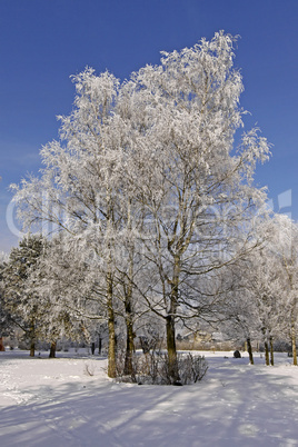 Birke im Winter, Kurpark in Bad Laer, Osnabrücker Land, Niedersachsen - Birch in winter, spa park in Bad Laer, Osnabruecker land, Lower Saxony, Germany, Europe