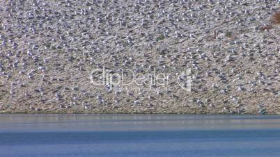 HD Birds on stone beach