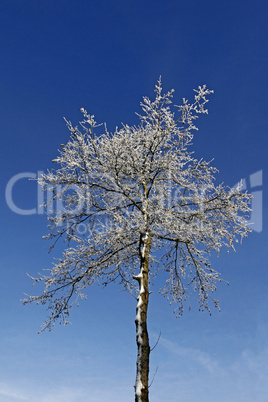 Birke im Winter - Birch in winter, Lower Saxony, Germany