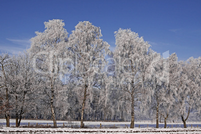 Birken im Winter, Bad Laer, Osnabrücker Land, Niedersachsen - Birches on a field in winter, Bad Laer, Osnabruecker land, Lower Saxony, Germany