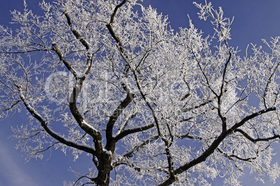 Laubbaum mit Rauhreif im Winter, Niedersachsen, Deutschland - Tree with hoarfrost in winter, Lower Saxony, Germany, Europe