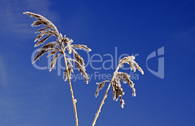 Phragmatis australis (syn. Phragmatis communis), Schilfrohr im Winter - Common reed in winter, Germany