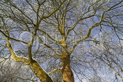 Platane, Platanus im Winter - Plane tree, Platanus in winter, Germany