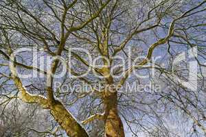 Platane, Platanus im Winter - Plane tree, Platanus in winter, Germany