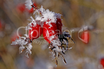 Hagebutten, Rosenfrucht im Winter - Rosehip (Rose haw) in winter, Germany