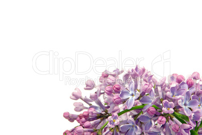 Flieder auf weiss - lilac on white 03