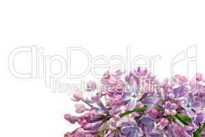 Flieder auf weiss - lilac on white 03