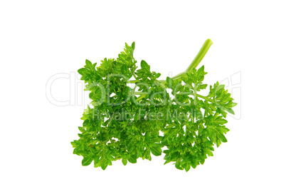 Petersilie - parsley 17