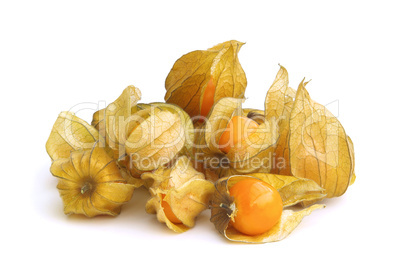 Physalis 07