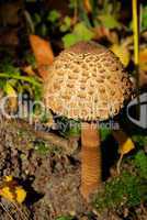 Riesenschirmpilz - Parasol mushroom 01
