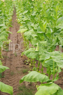 Virginischer Tabak - cultivated Tobacco 19