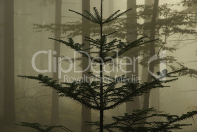 Wald im Nebel - forest in fog 05