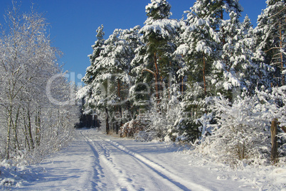Wald im Winter - forest in winter 15