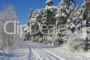 Wald im Winter - forest in winter 15