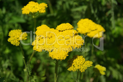 Gelbe Schafgarbe - Fernleaf Yarrow 04