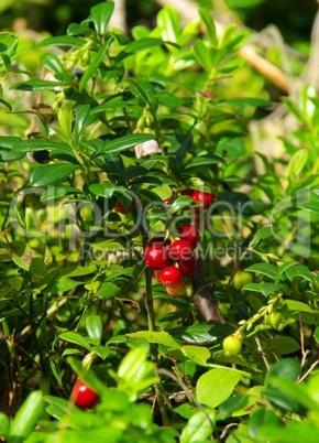 Preiselbeere Pflanze - cowberry plant 03