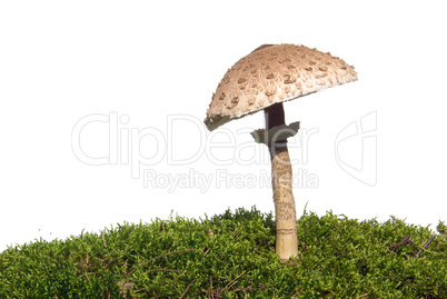 Riesenschirmpilz - Parasol mushroom 10