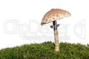 Riesenschirmpilz - Parasol mushroom 10