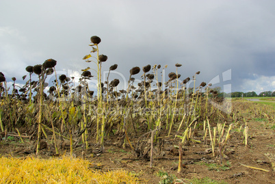 Sonnenblumenfeld Duerre - sunflower field drought 04