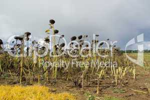 Sonnenblumenfeld Duerre - sunflower field drought 04