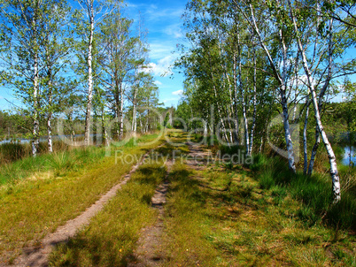 der Weg ins Pietzmoor