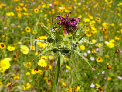 Distel auf einer Sommerwiese