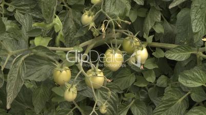 Tomato field plantation
