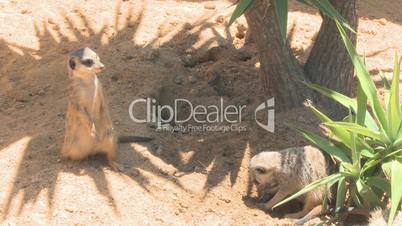 Suricata suricate or meerkat