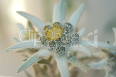 Edelweiss 2