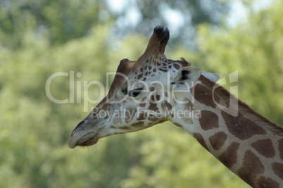 Giraffe 01