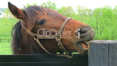 Horse Chewing on Post