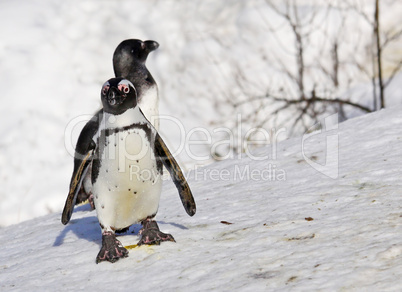Zwergpinguine,penguin