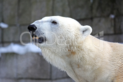 Eisbär,Polar bear