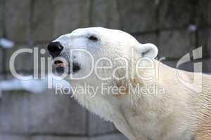 Eisbär,Polar bear
