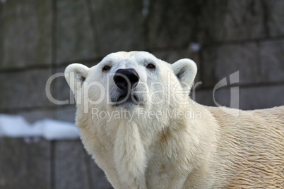 Eisbär,Polarbear