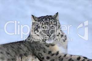 Schneeleopard,Snowleopard