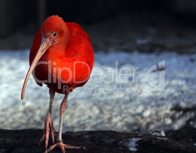 roter Sichler,red Bird