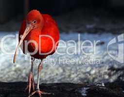 roter Sichler,red Bird