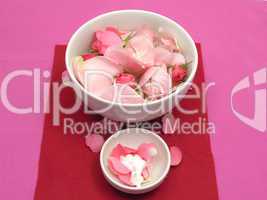 Rosen und Creme in weißen Porzellanschalen auf rotem Hintergrund