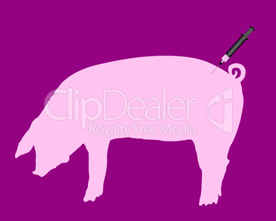 Schwein bekommt Impfung wegen Schweinegrippe
