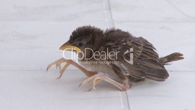 Little baby sparrow fallen from the nest